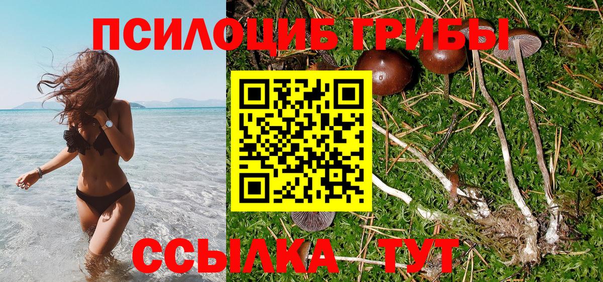 Галлюциногенные грибы Psilocybine cubensis Курчатов